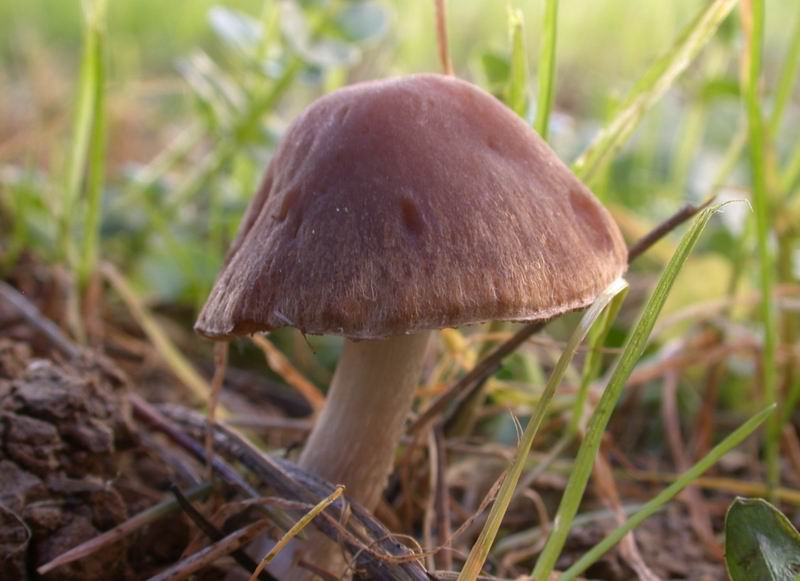 Psathyrella candolleana